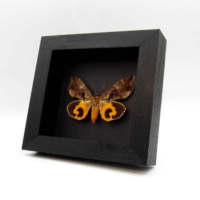 Real fruit piercing moth framed taxidermy - Eudocima species