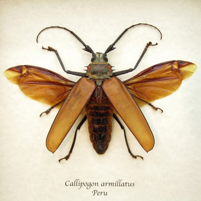 Real Giant Longhorn beetle framed taxidermy - Callipogon armillatus - female