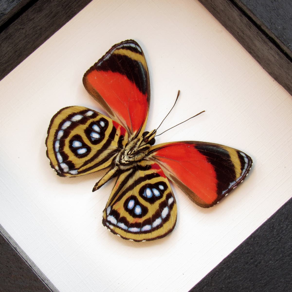 Real red butterfly framed taxidermy - Callicore cyllene