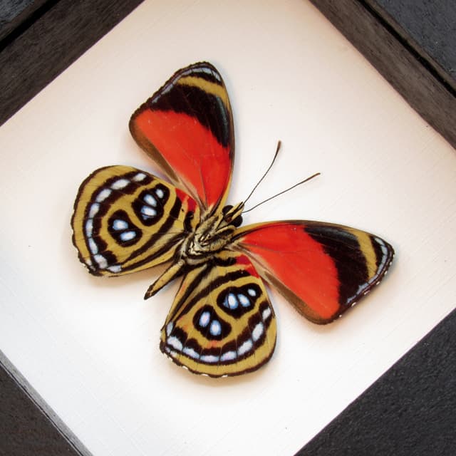 Real red butterfly framed taxidermy - Callicore cyllene