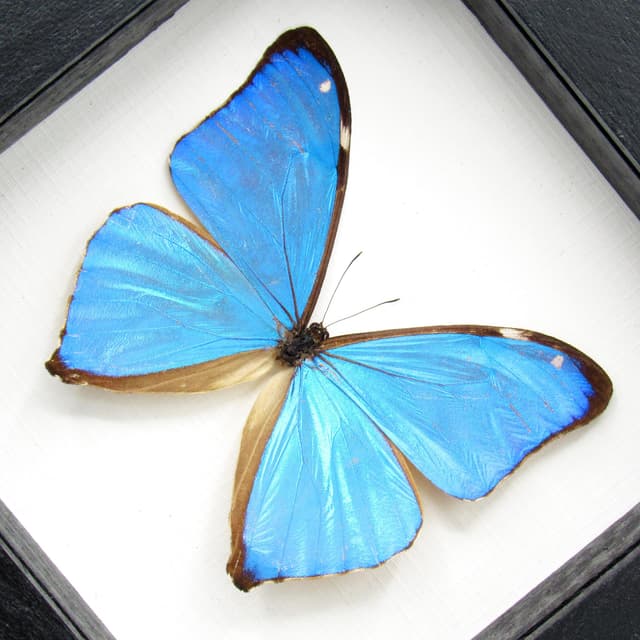 Real iridescent blue butterfly framed taxidermy - Morpho aega