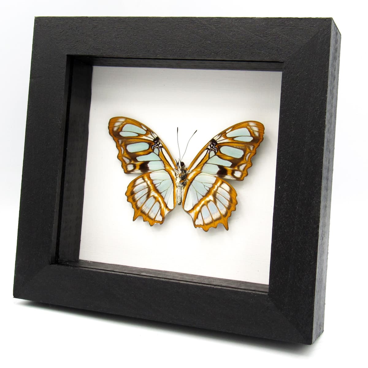 Real Green Malachite butterfly framed taxidermy - Victorina stelenes