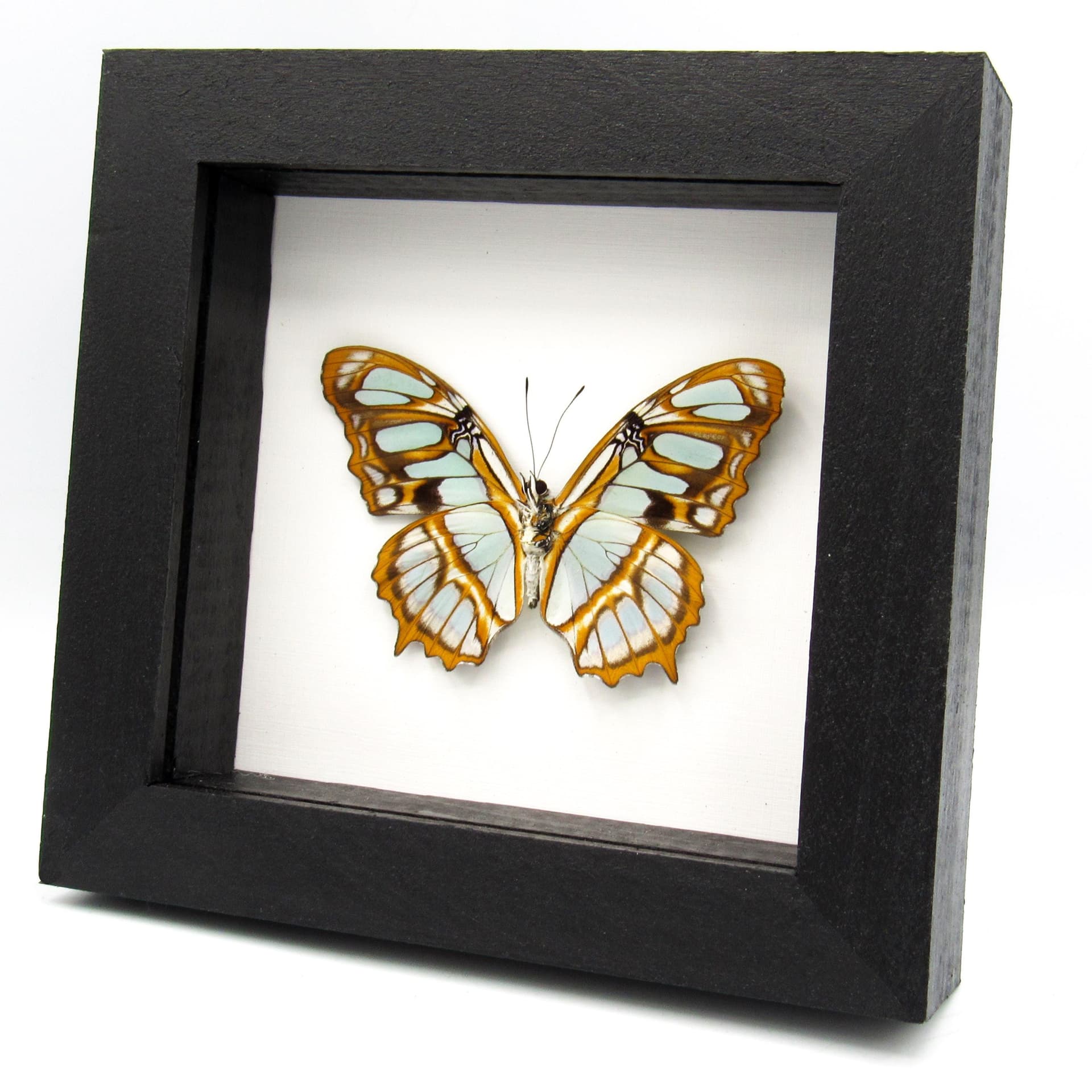 Real Green Malachite butterfly framed taxidermy - Victorina stelenes