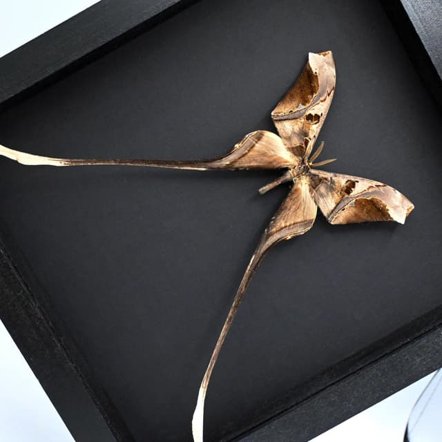 Rare XL Saturn moth framed taxidermy - Copiopteryx semiramis