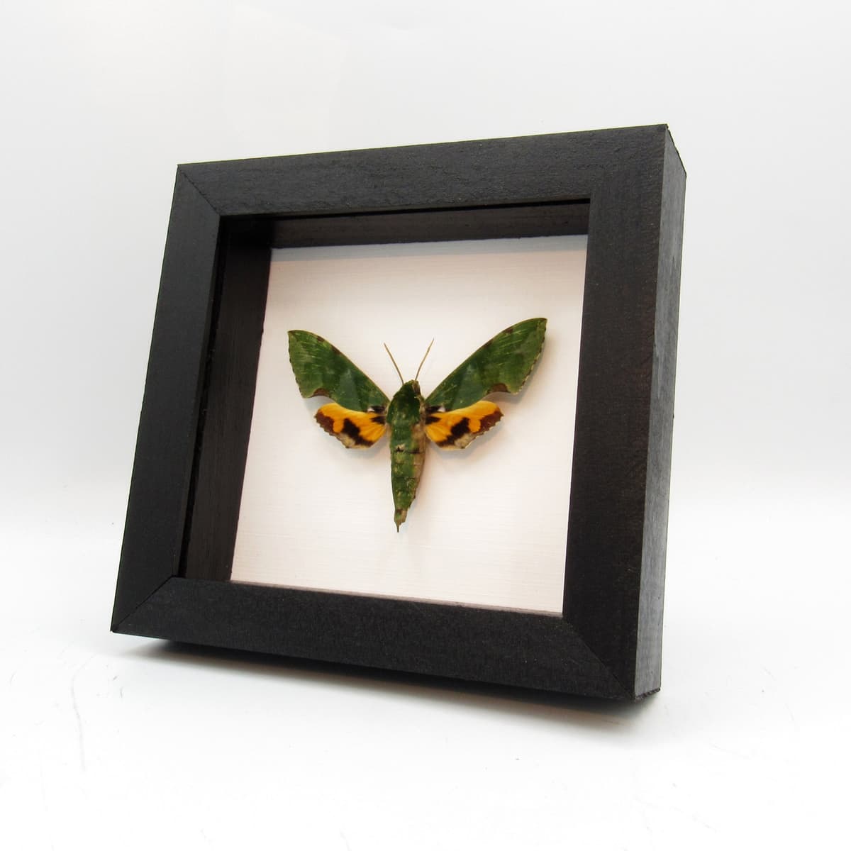 Real Green Sphinx moth framed taxidermy - Euchloron megaera