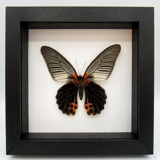 Real Great Mormon butterfly framed taxidermy - Papilio memnon
