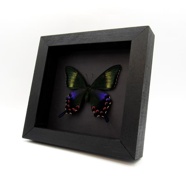 Rare black Peacock Swallowtail butterfly framed taxidermy - Papilio dehaani tokaraensis - female - spring form