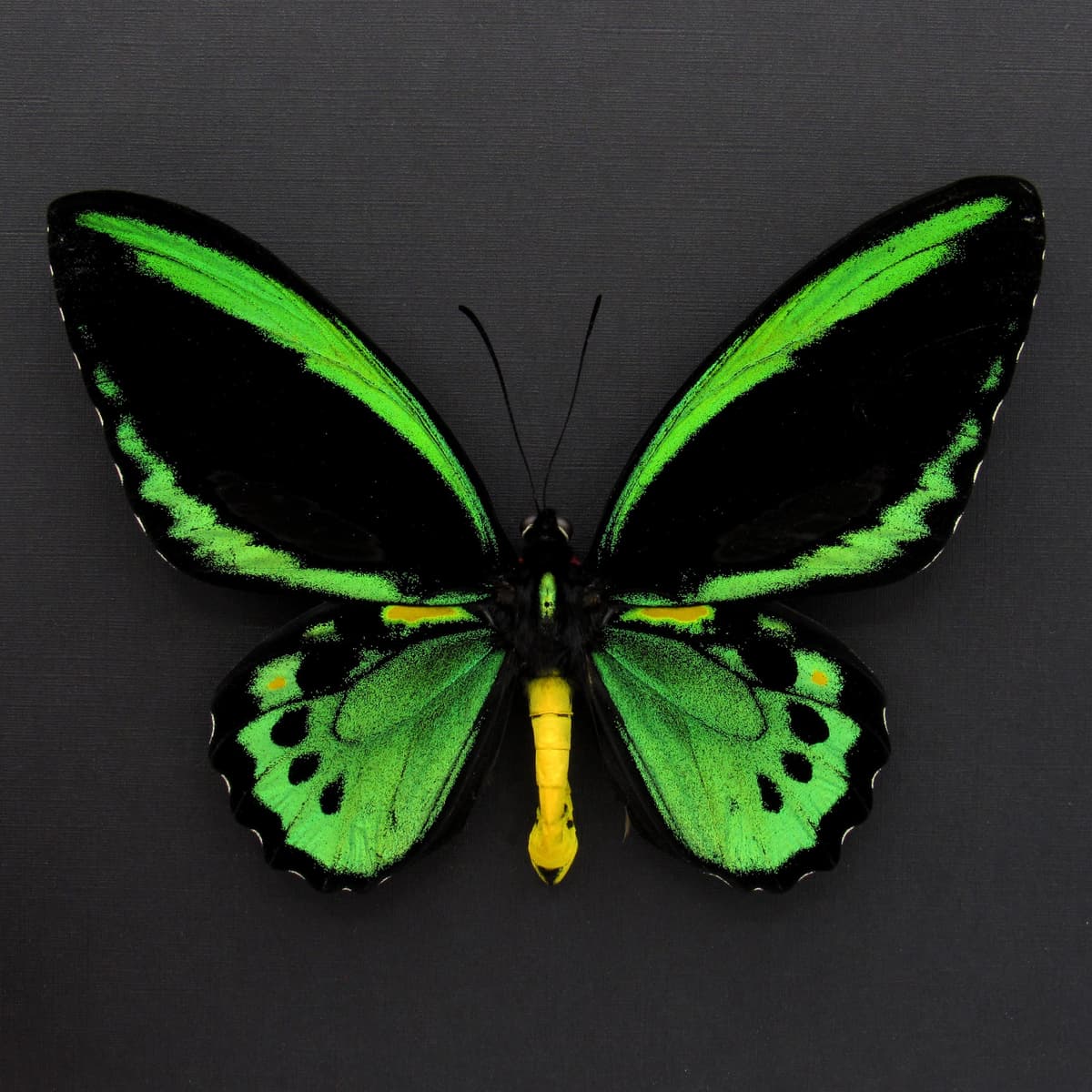 Rare Australian Cairns Birdwing butterfly framed taxidermy - Ornithoptera euphorion