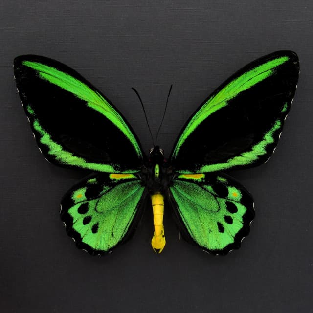 Rare Australian Cairns Birdwing butterfly framed taxidermy - Ornithoptera euphorion