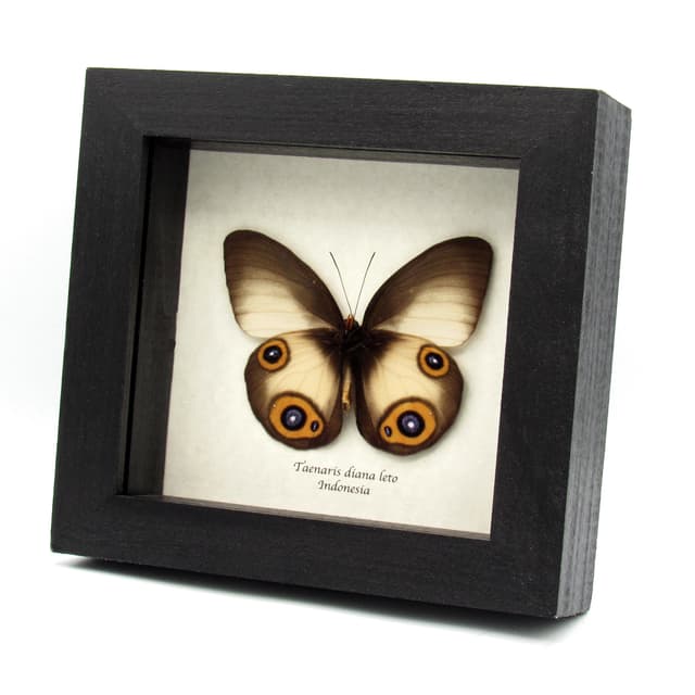 Large Diana Owl butterfly framed specimen - Taenaris diana leto