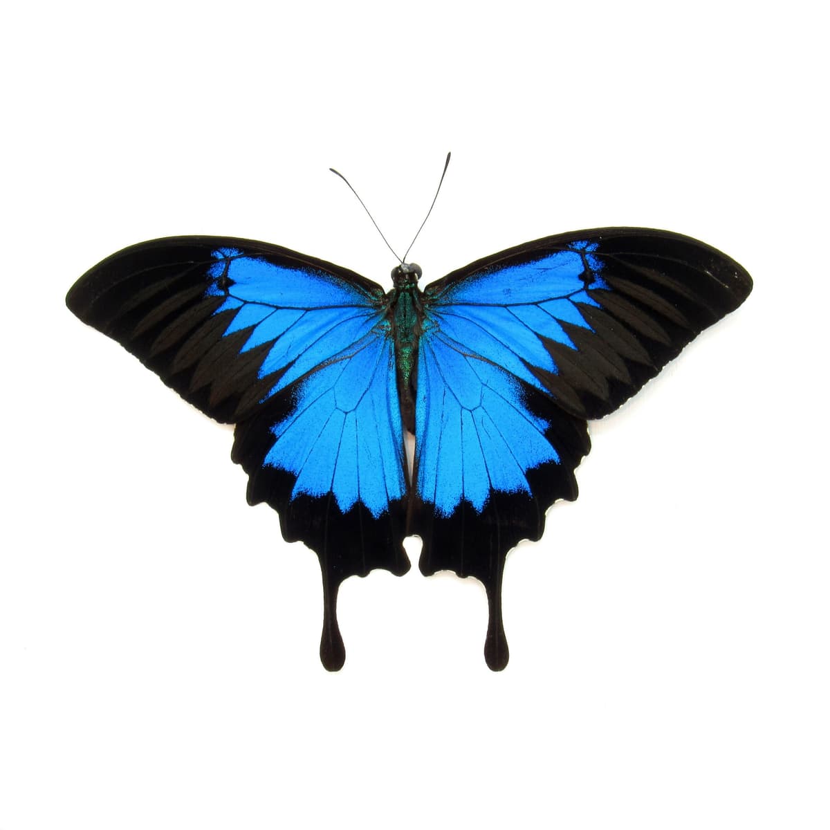 Real XL iridescent Blue Ulysses butterfly framed taxidermy - Papilio ulysses - Victorian mount