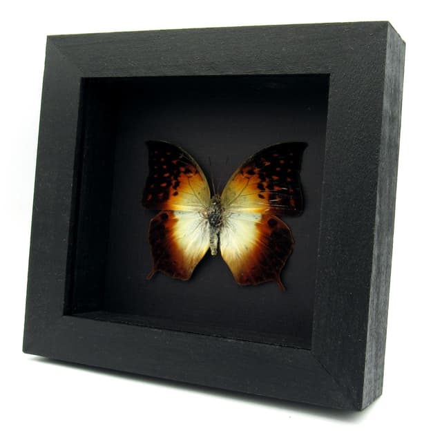 Rare Pointed Pearl butterfly framed taxidermy - Charaxes acuminatus