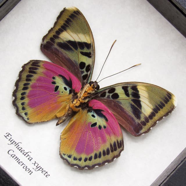 Real fuchsia butterfly framed taxidermy - Euphaedra xypete