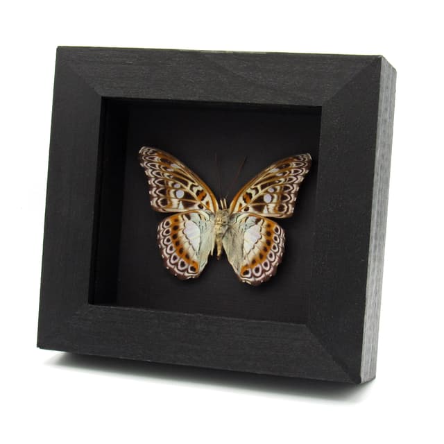 Real lavender butterfly framed taxidermy - Moduza lymire