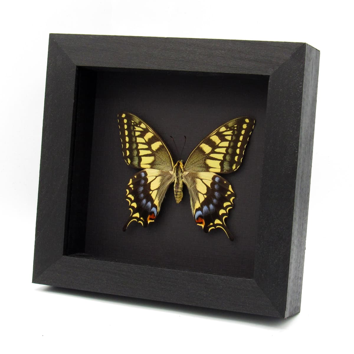 Rare XL Old World Swallowtail butterfly framed taxidermy - Papilio machaon hippocrates - summer form female