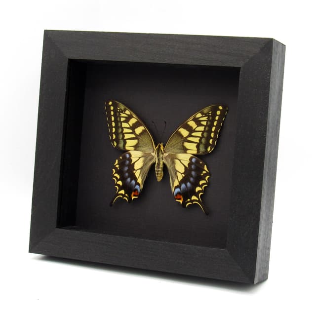 Rare XL Old World Swallowtail butterfly framed taxidermy - Papilio machaon hippocrates - summer form female