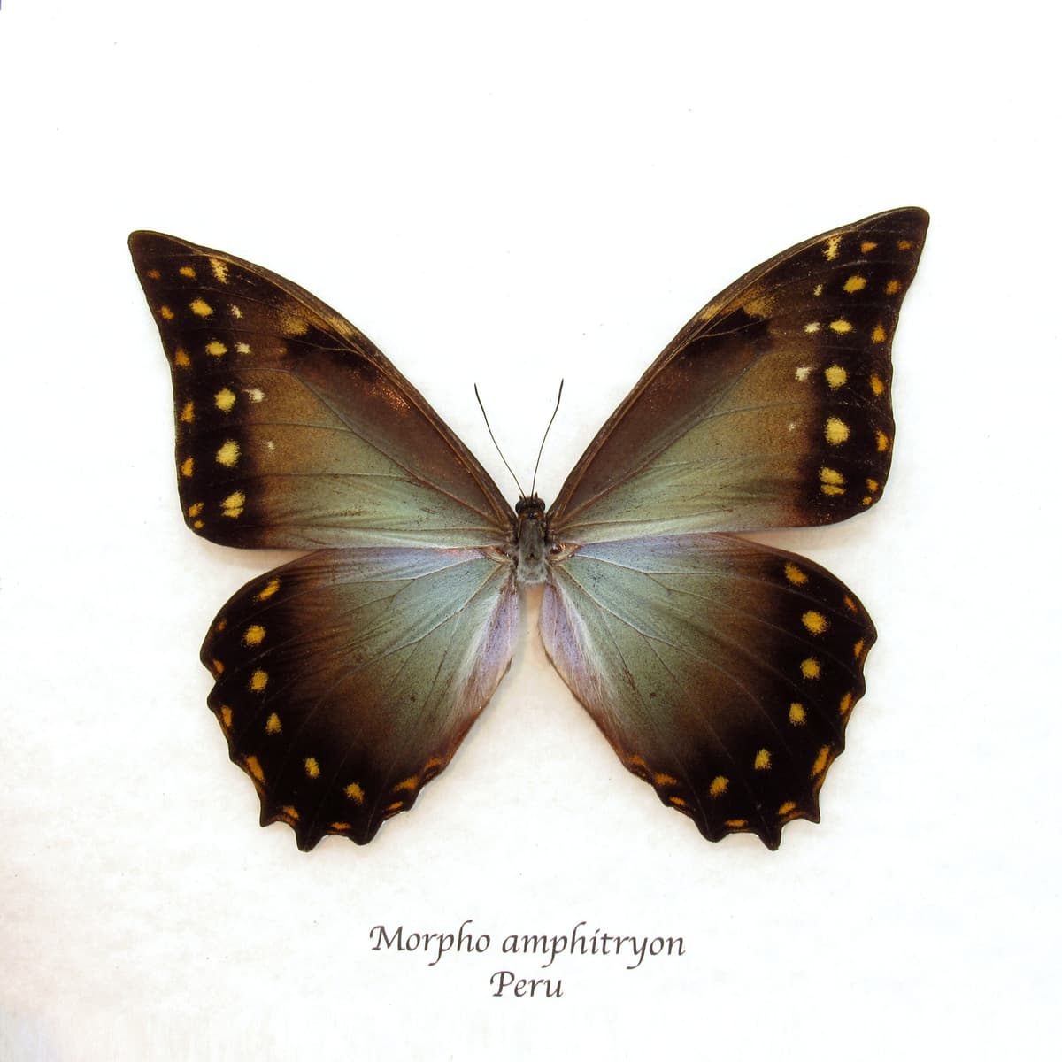 Rare Giant Morpho butterfly framed taxidermy - Morpho amphitryon