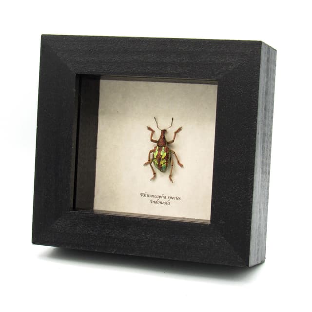 Rare weevil framed taxidermy - Rhinoscapha species