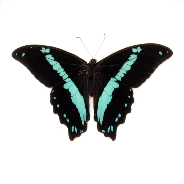 Real metallic butterfly framed taxidermy - Papilio bromius - Victorian mount