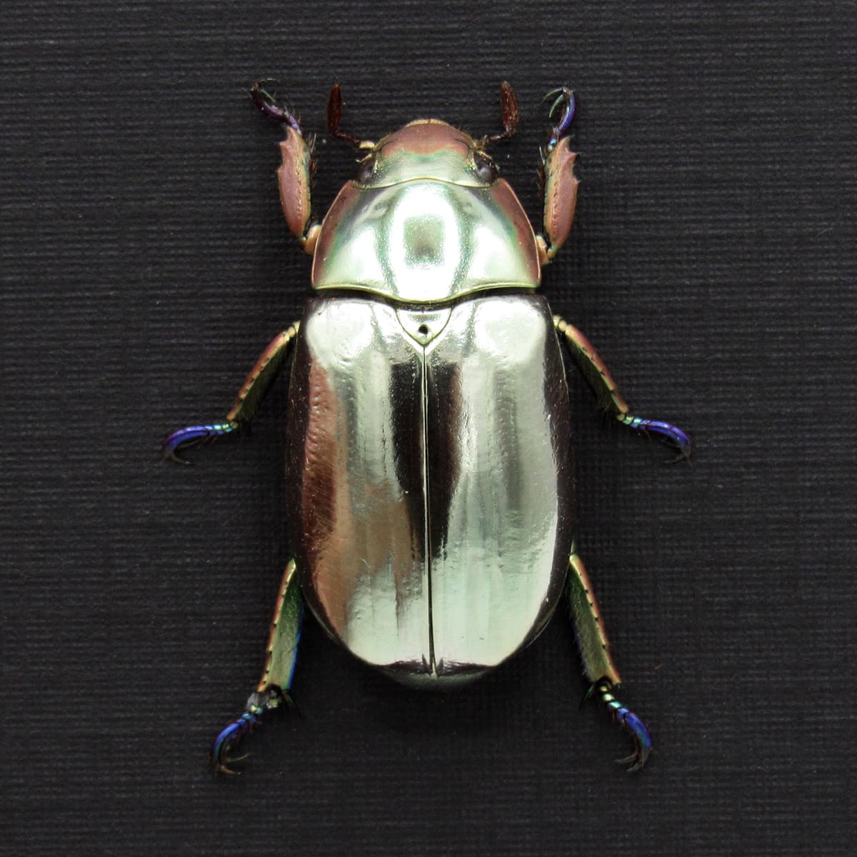 Rare silver Jewel beetle framed taxidermy - Chrysina chrysargyrea