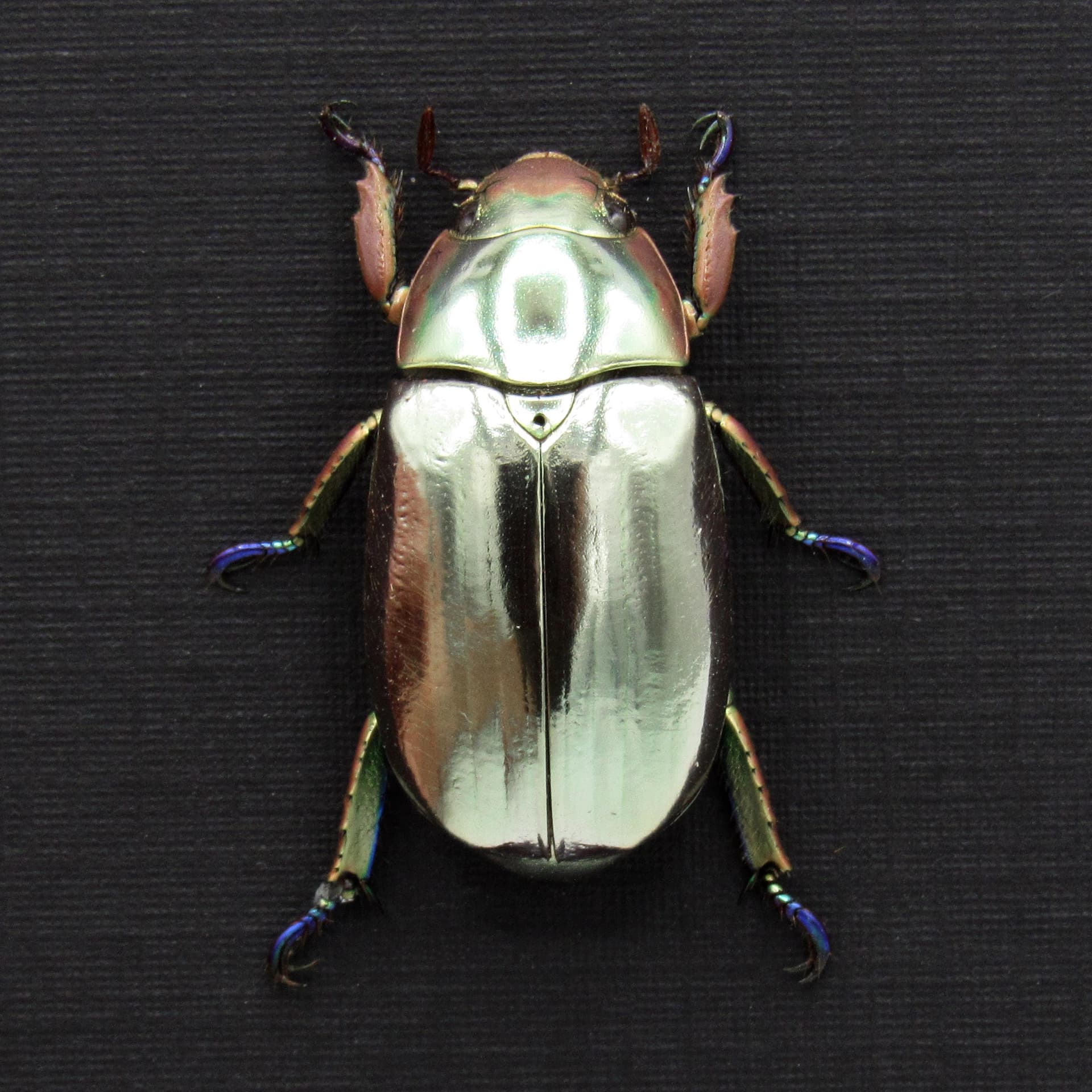 Rare silver Jewel beetle framed taxidermy - Chrysina chrysargyrea