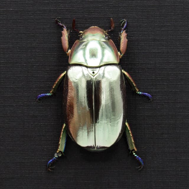 Rare silver Jewel beetle framed taxidermy - Chrysina chrysargyrea