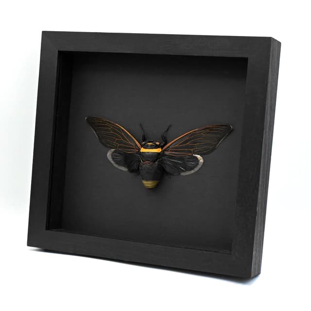 Rare XL Giant Black Rainforest Cicada framed taxidermy - Tacua speciosa - 6.3 inch wingspan