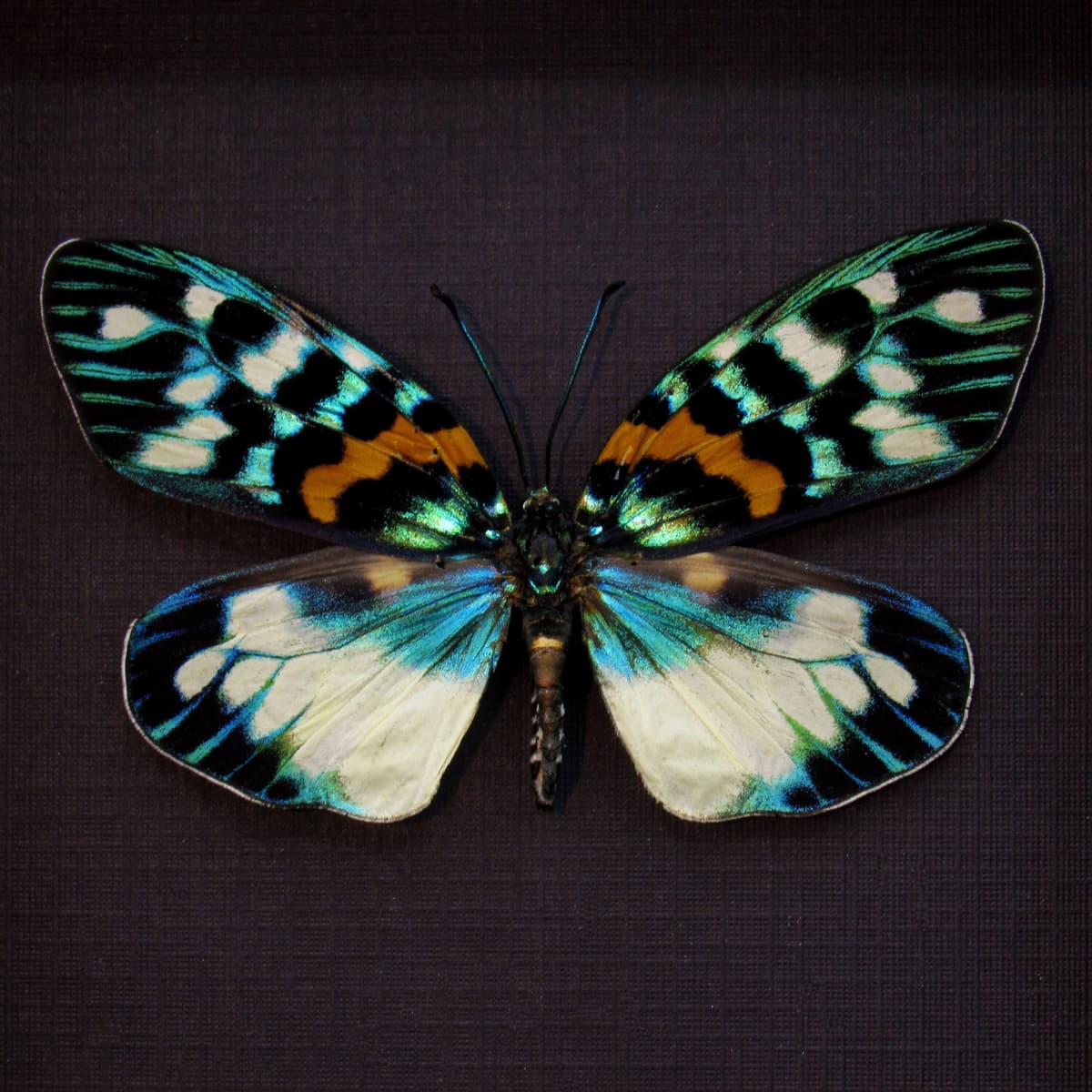 Real metallic Day Flying moth framed taxidermy - Erasmia pulchera chinensis