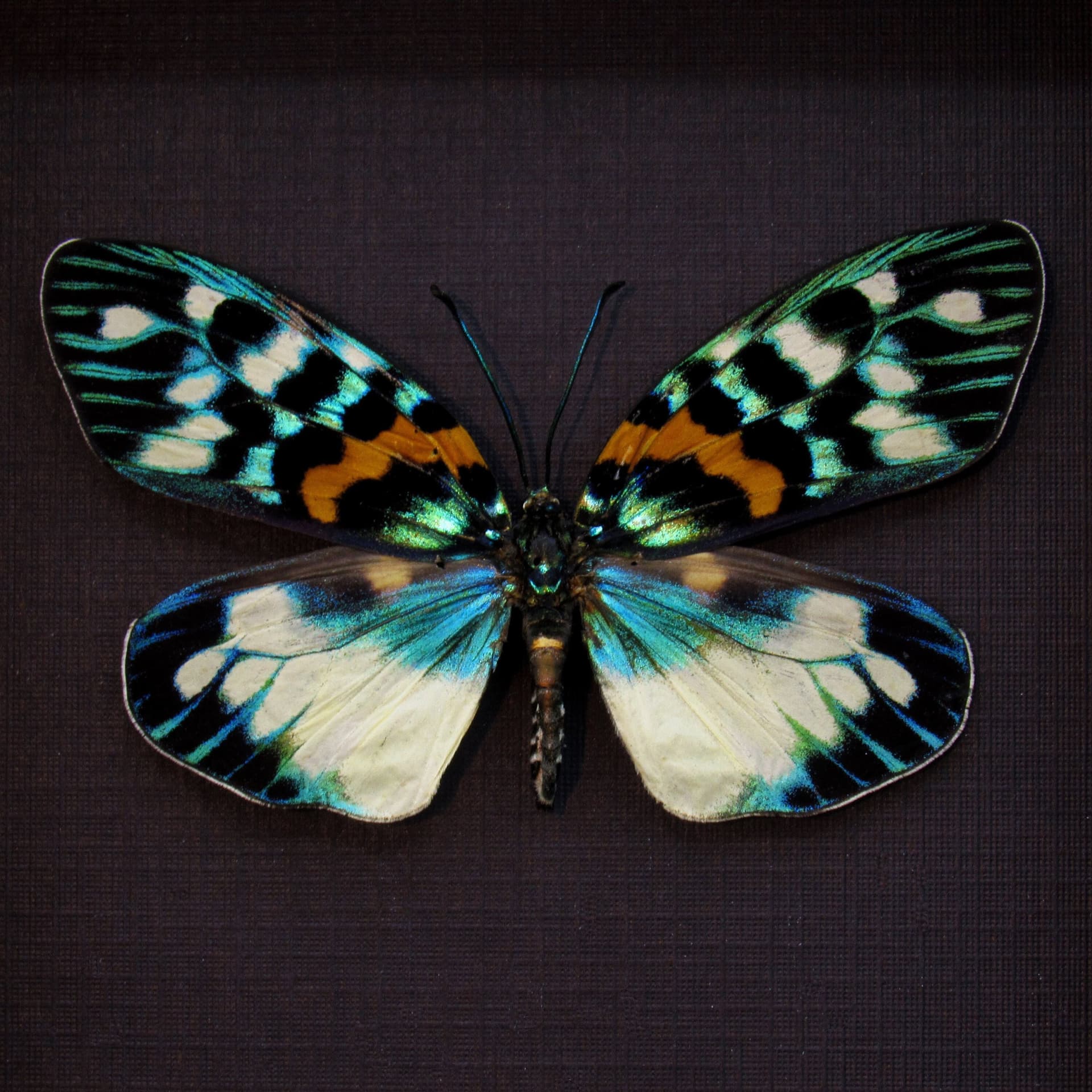 Real metallic Day Flying moth framed taxidermy - Erasmia pulchera chinensis