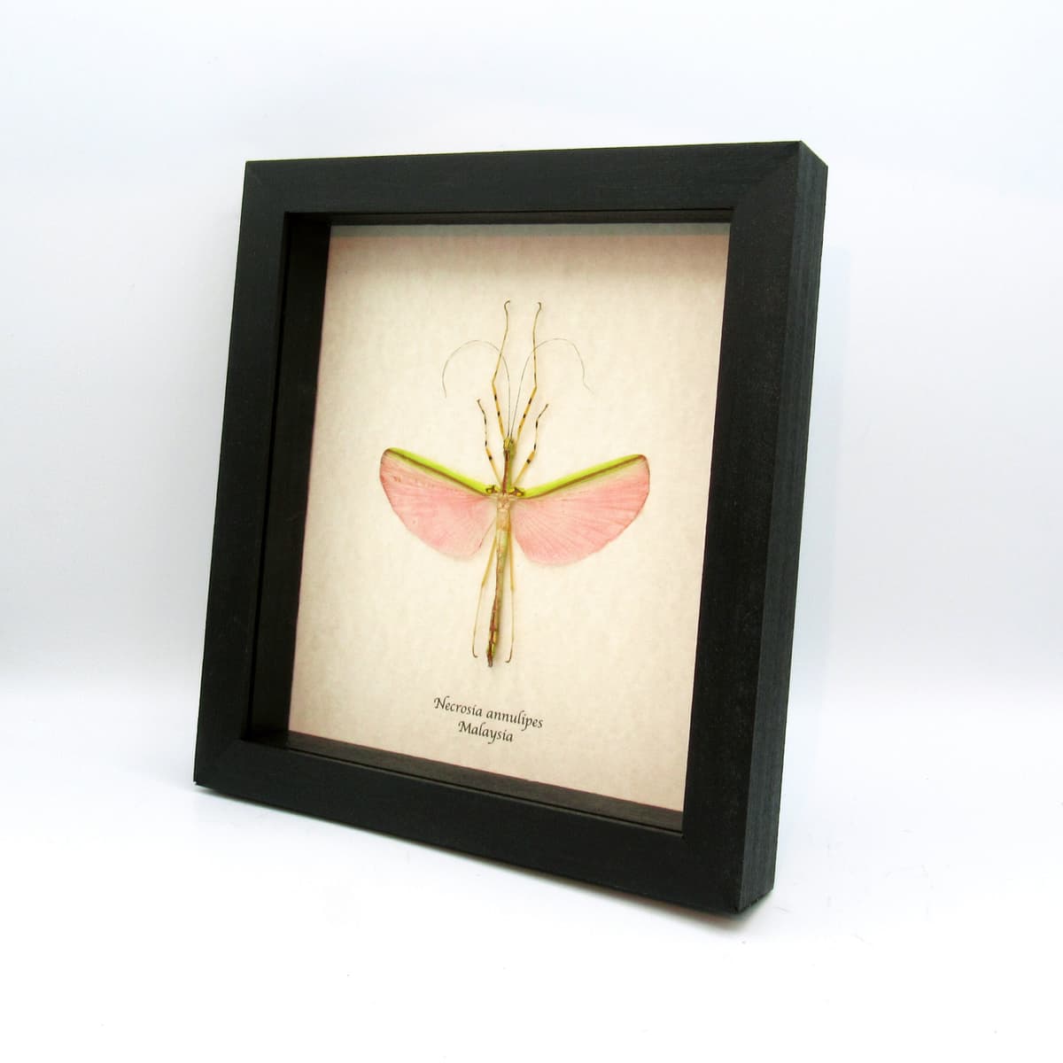 Real XL pink stick bug framed taxidermy - Necrosia annulipes - female