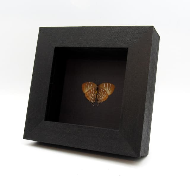 Real Hairstreak butterfly framed taxidermy - Micandra platyptera - female - Victorian mount