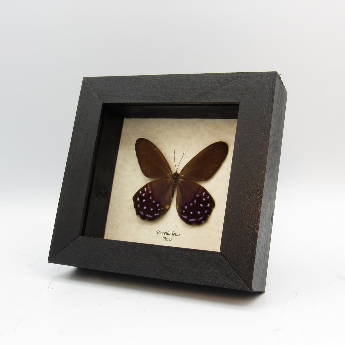 Real purple butterfly framed taxidermy - Pierella lena