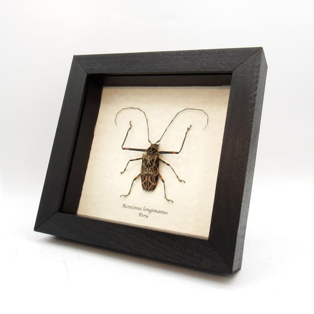 Real Harlequin beetle framed taxidermy - Acrocinus longimanus - small