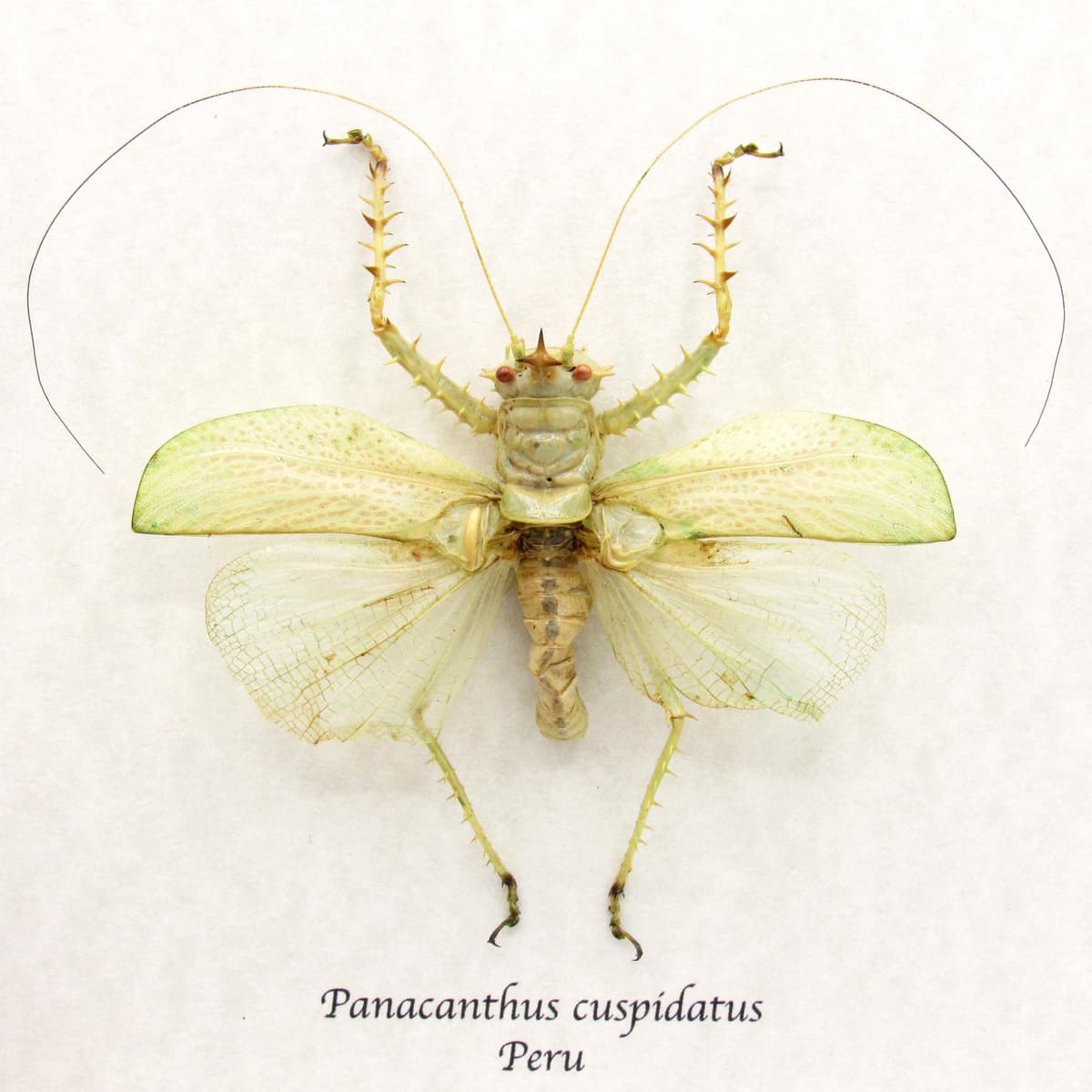 Rare Spiny Devil Katydid framed taxidermy - Panacanthus cuspidatus