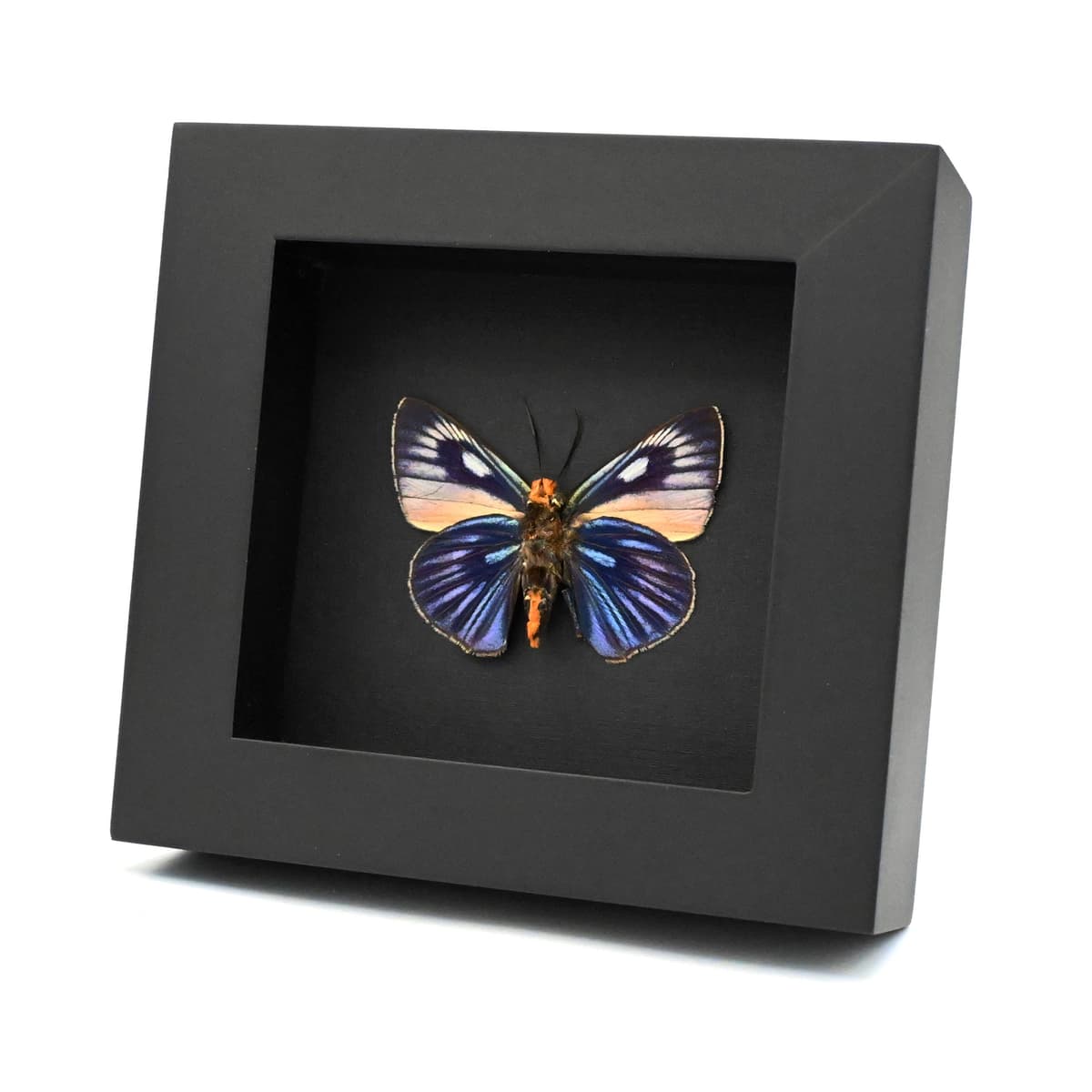 Rare Giant Blue Skipper butterfly framed taxidermy - Burara imperialis