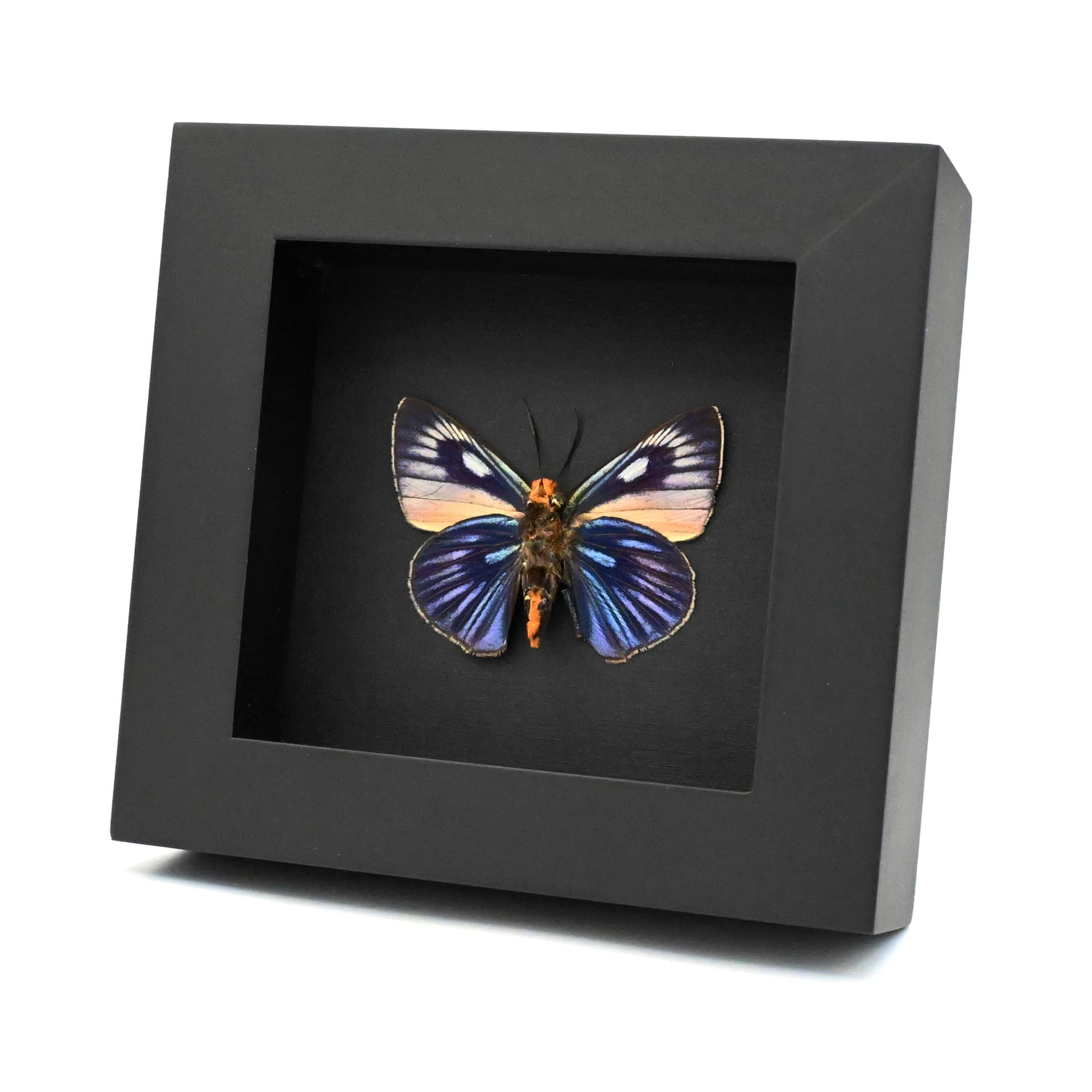 Rare Giant Blue Skipper butterfly framed taxidermy - Burara imperialis