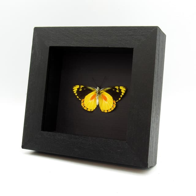 Real yellow Delias butterfly framed taxidermy - Delias lemoulti - Victorian mount