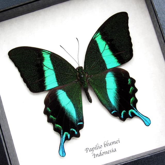 Real large Peacock Swallowtail butterfly framed taxidermy - Papilio blumei - 2