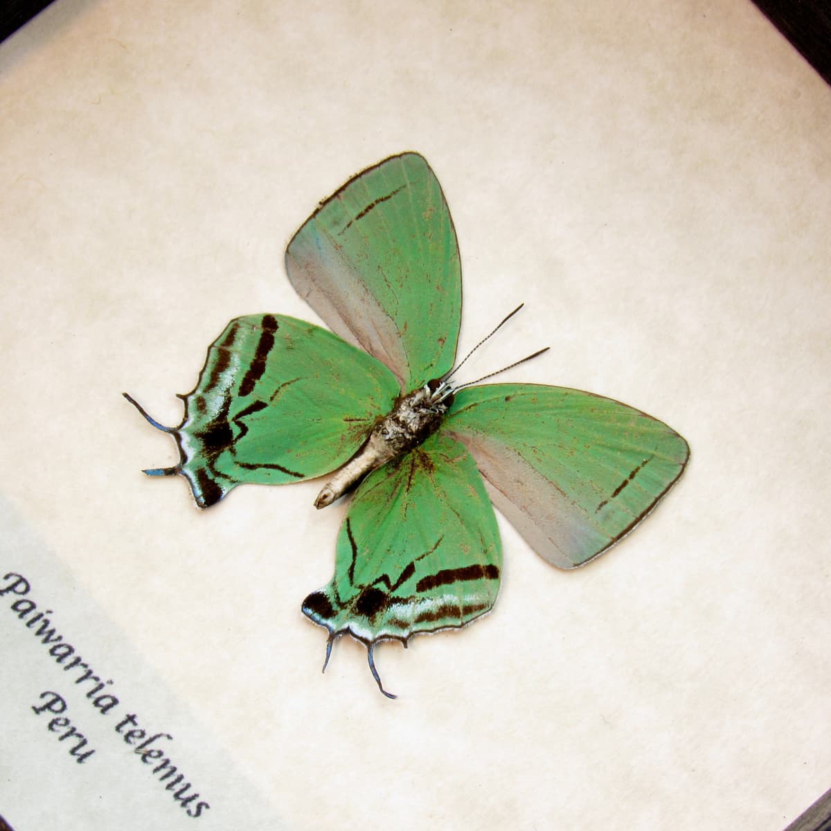 Rare green Hairstreak butterfly framed taxidermy - Paiwarria telemus