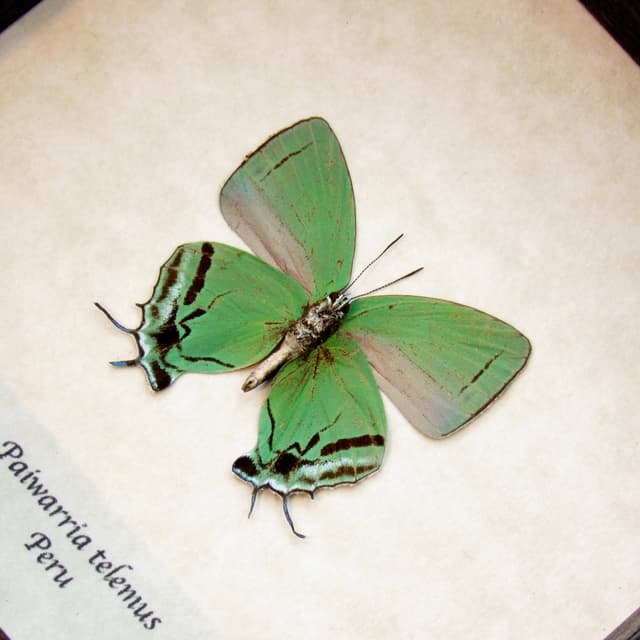 Rare green Hairstreak butterfly framed taxidermy - Paiwarria telemus