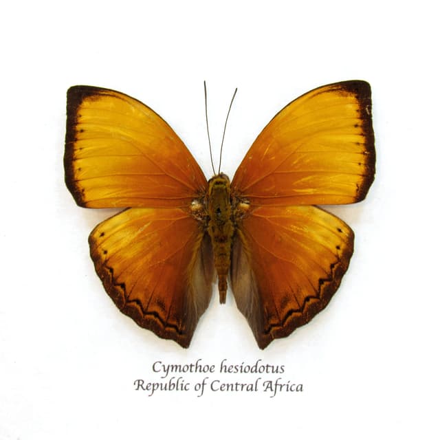 Real Orange Lurid Glider butterfly framed taxidermy - Cymothoe hesiodotus