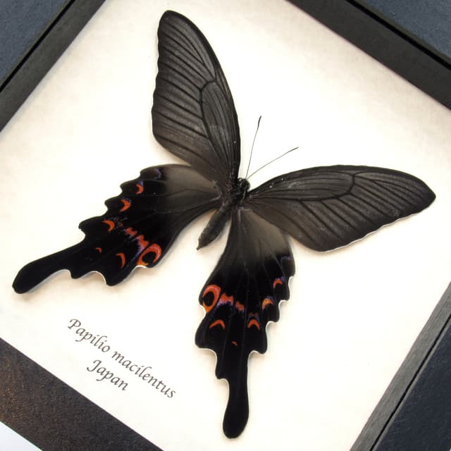 Very large real Long Tailed Spangle Swallowtail butterfly framed taxidermy - Papilio macilentus - female