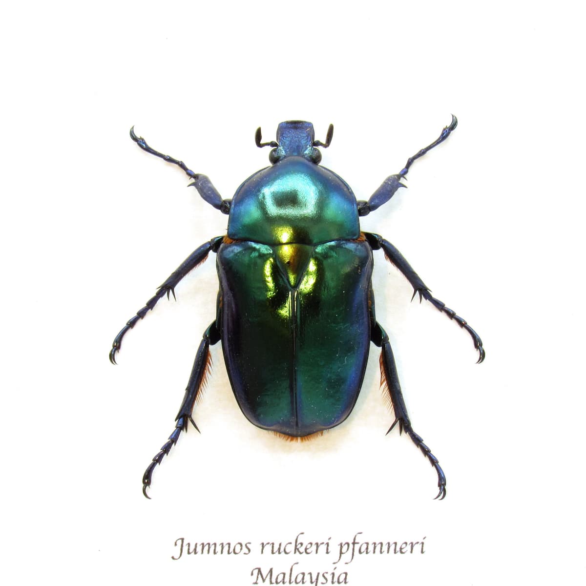 Rare metallic green flower beetle framed taxidermy - Jumnos ruckeri pfanneri - female