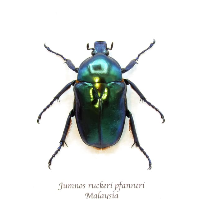 Rare metallic green flower beetle framed taxidermy - Jumnos ruckeri pfanneri - female