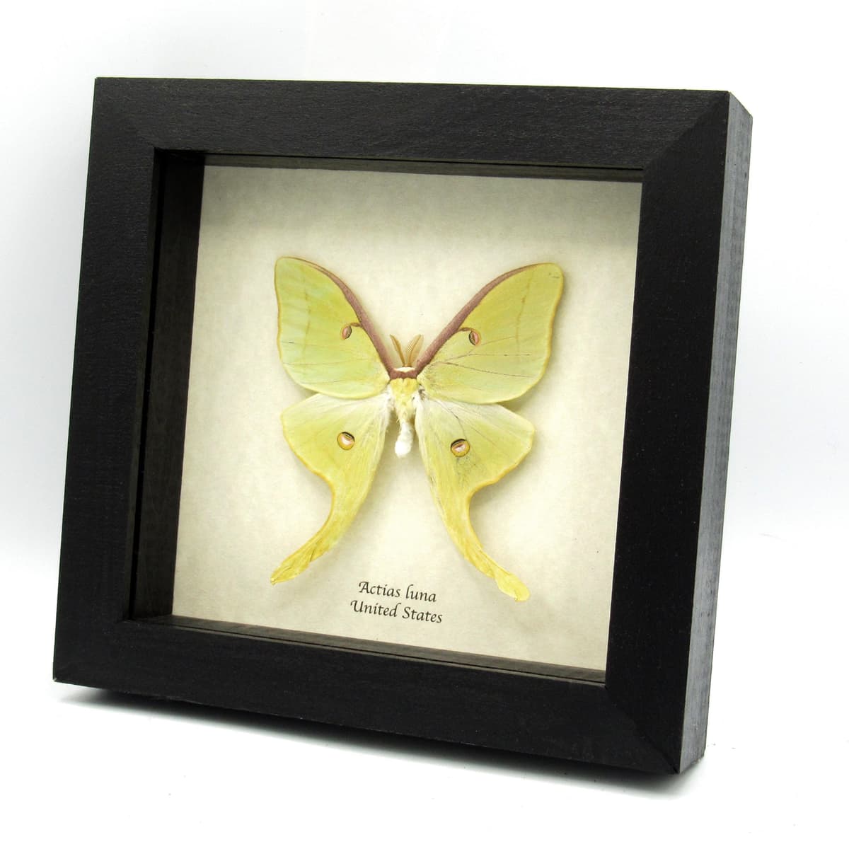 Real large Luna Moon moth framed taxidermy - Actias luna