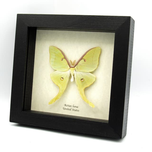 Real large Luna Moon moth framed taxidermy - Actias luna