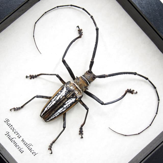 Rare Wallace’s Longhorn beetle framed taxidermy - Batocera wallacei