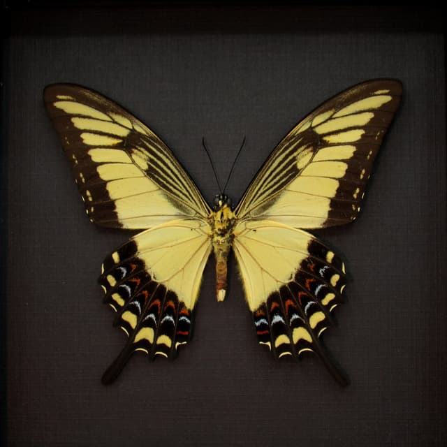 Real yellow Broad-banded Swallowtail butterfly framed taxidermy - Heraclides astyalus