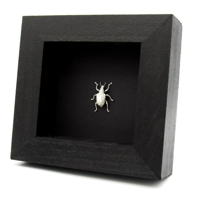 Rare white weevil beetle framed taxidermy - Dermatoxenus caesicollis - female