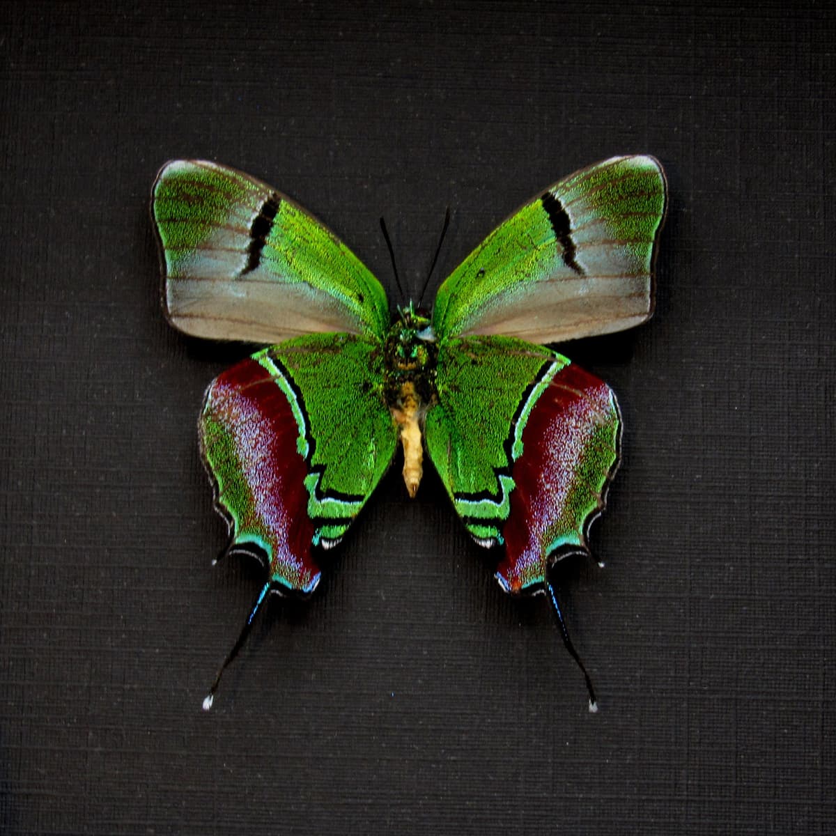 Real metallic green butterfly framed taxidermy - Evenus regalis